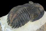 Brown Hollardops Trilobite - Foum Zguid, Morocco #125215-4